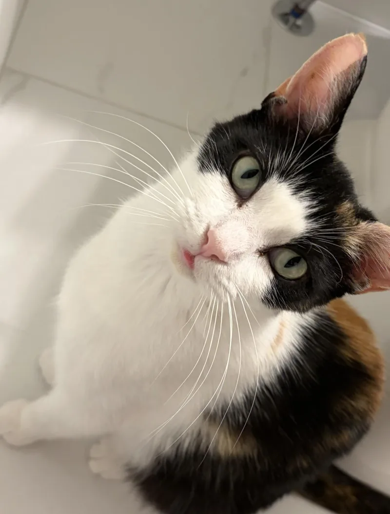 Callie thumbnail 5