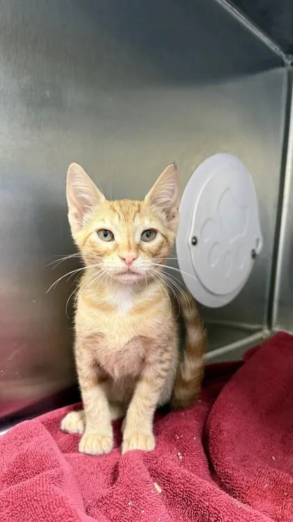 A baby small-sized female Domestic Short Hair cat named Garfield for adoption in Honolulu, HI