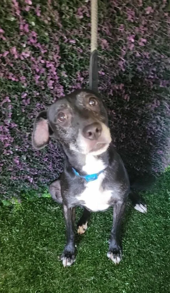 A young medium-sized female Tricolor (Brown, Black, & White) Patterdale Terrier / Fell Terrier dog named Anika for adoption in San Francisco, CA