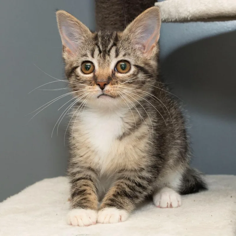 A baby small-sized female Domestic Short Hair cat named Ruby for adoption in Troy, OH