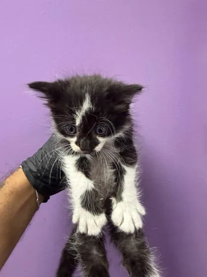 A baby small-sized male Black Domestic Short Hair cat named 61039366 for adoption in El Paso, TX