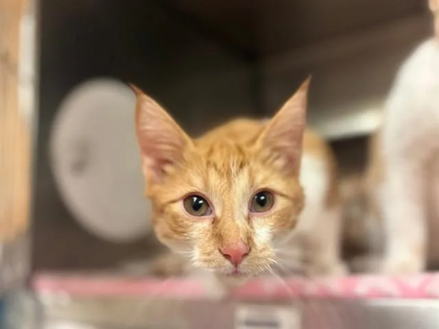 A baby small-sized male Domestic Short Hair cat named Denver for adoption in Fort Wayne, IN