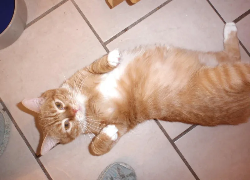 A young large-sized male Orange / Red Tabby cat named Penn & Teller for adoption in Delta, CO