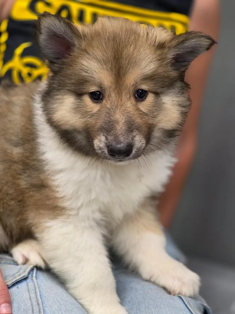 A baby large-sized male Collie dog named Everett for adoption in Carthage, MO