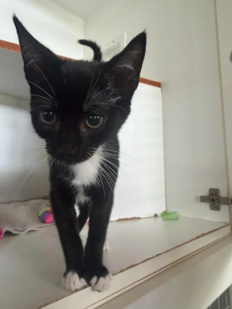 A baby small-sized female Domestic Short Hair cat named Chantilly for adoption in Hyde Park, NY