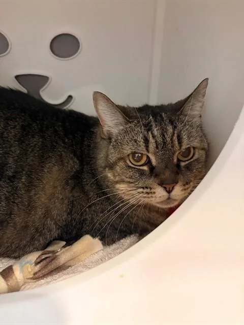 An adult small-sized female Domestic Short Hair cat named Missy for adoption in Leesburg, VA