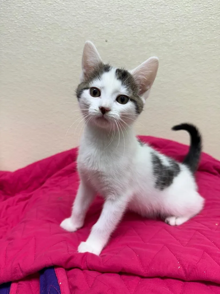 A baby small-sized female Domestic Short Hair cat named London for adoption in Shorewood, IL
