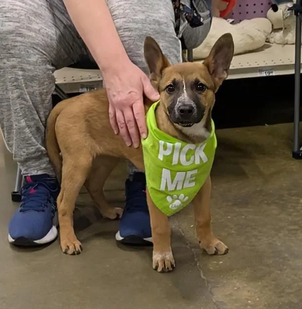 A baby medium-sized female Mixed Breed dog named Lois Lane ✅ for adoption in Florence, SC