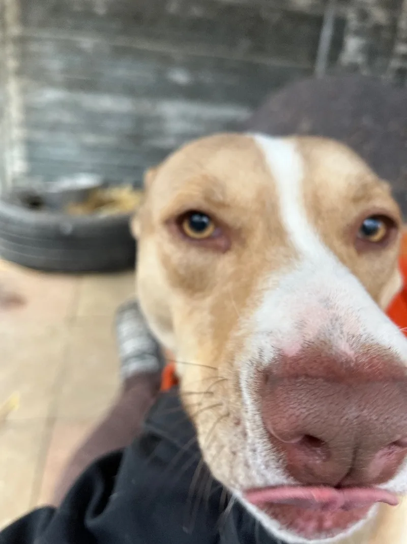 A young medium-sized male Apricot / Beige Mixed Breed dog named Axel for adoption in Jackson, MO