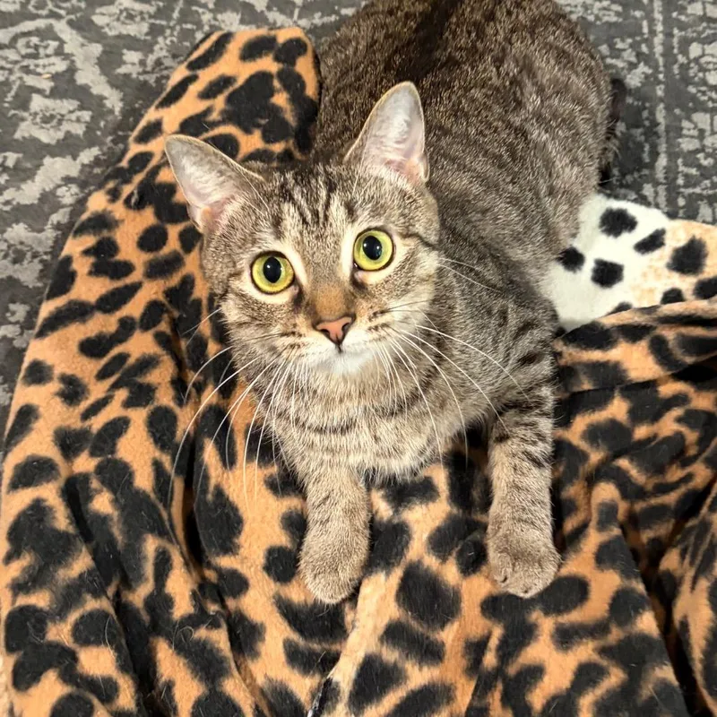 An adult medium-sized female Brown / Chocolate Domestic Short Hair cat named Marzipan for adoption in Gibsonia, PA