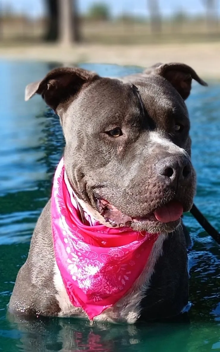 Antonia: A Sweet Pup