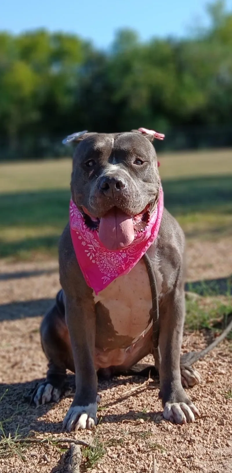 Antonia: A Sweet Pup thumbnail 2