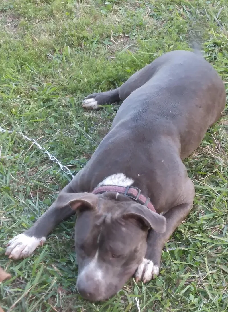 Antonia: A Sweet Pup thumbnail 3