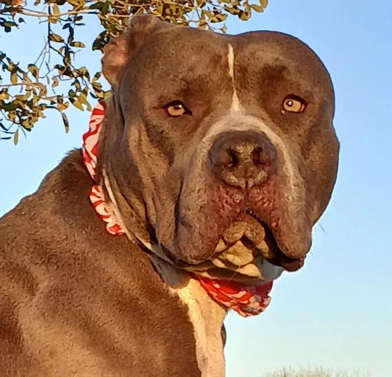 Antonia: A Sweet Pup thumbnail 4