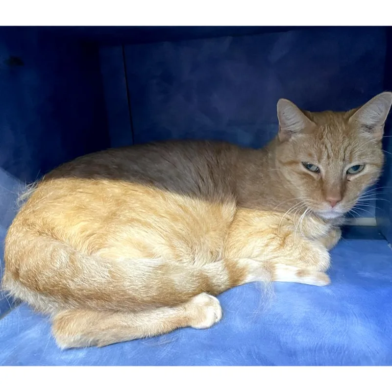 An adult large-sized male Domestic Short Hair cat named Toyota Prius for adoption in Austin, TX
