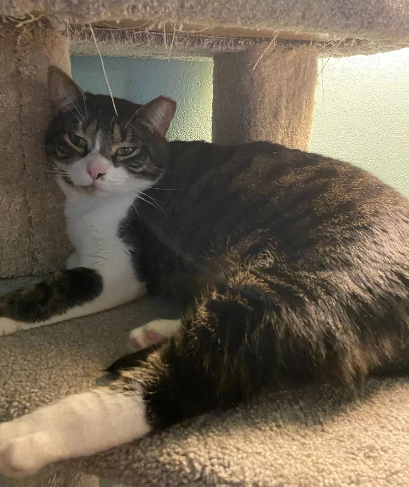 An adult large-sized female Domestic Medium Hair cat named Barbie for adoption in San Antonio, TX