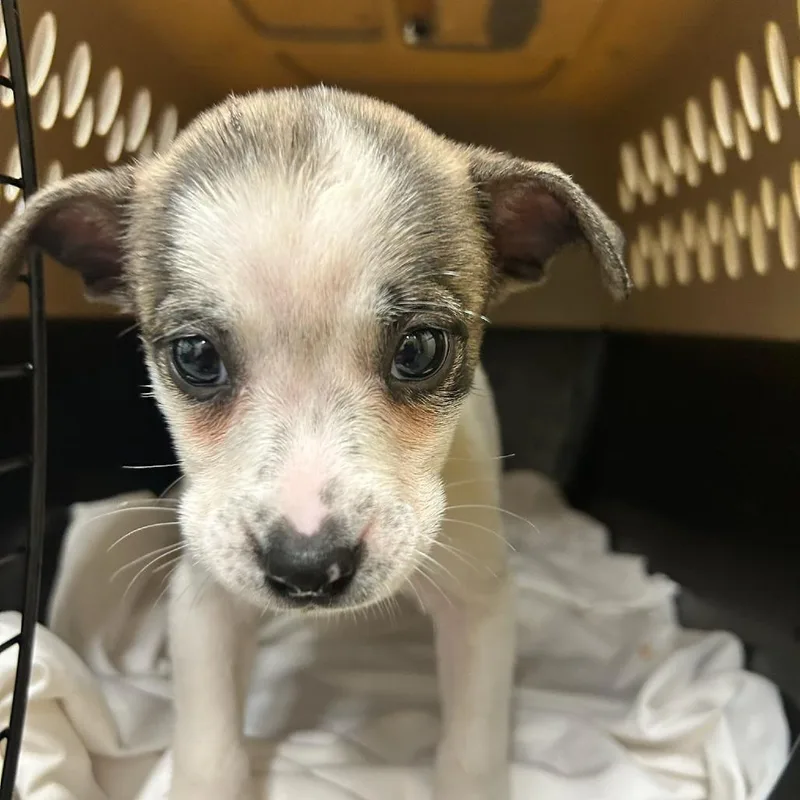 A baby small-sized female White / Cream Chihuahua dog named Titmouse for adoption in Durango, CO