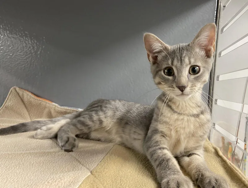 A baby medium-sized male Tabby cat named Falconc for adoption in Greenville, DE