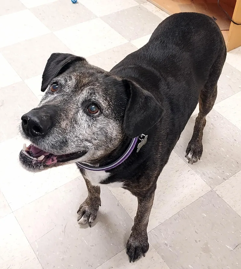 A senior large-sized female Brindle Labrador Retriever dog named Neila for adoption in Libby, MT