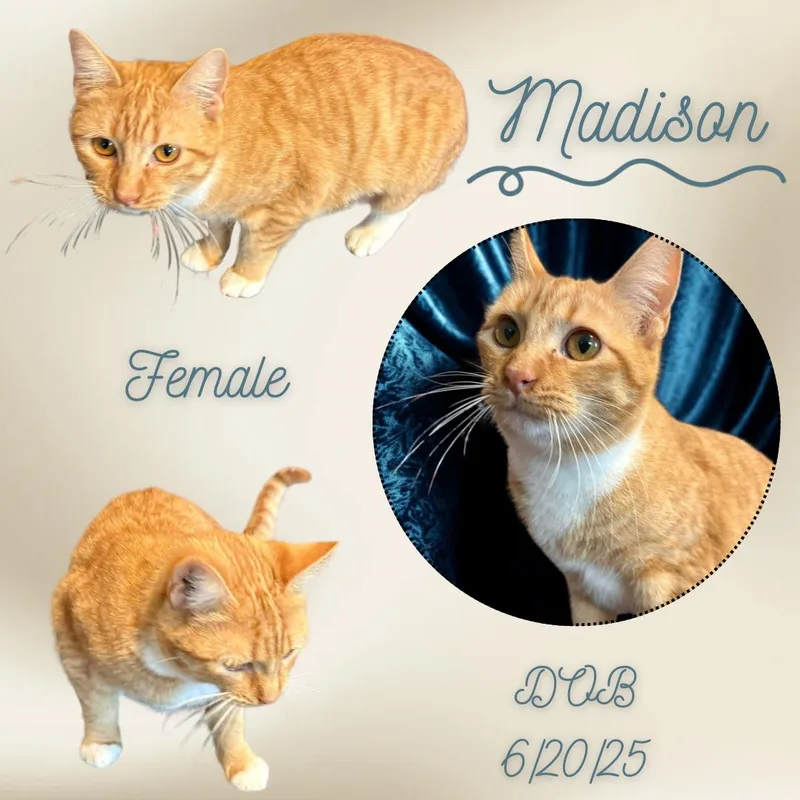 A young medium-sized female Tabby (Orange / Red) Domestic Short Hair cat named Madison for adoption in Caldwell, TX