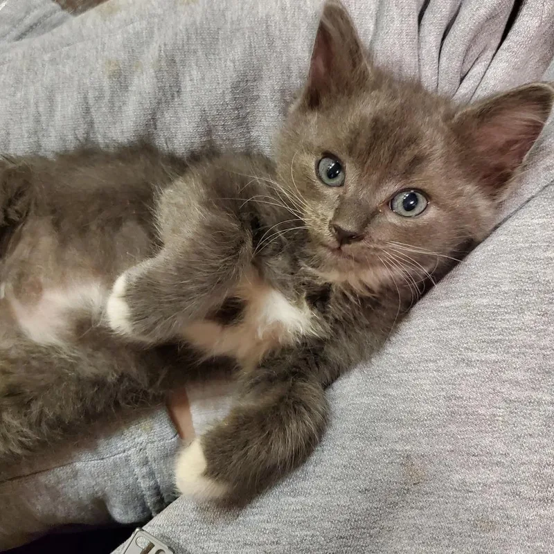 A baby small-sized male Black Domestic Short Hair cat named Hawthorn for adoption in Tacoma, WA
