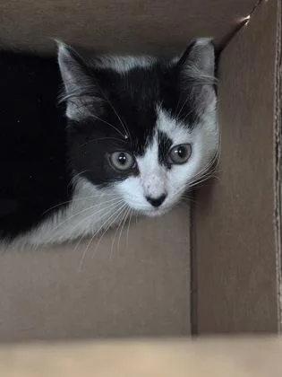An adult medium-sized male Domestic Short Hair cat named Fusilli for adoption in West Chester, PA