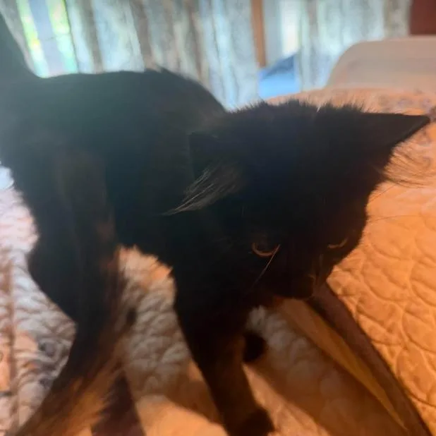 A baby small-sized female Domestic Medium Hair cat named Cher for adoption in Gordonsville, TN