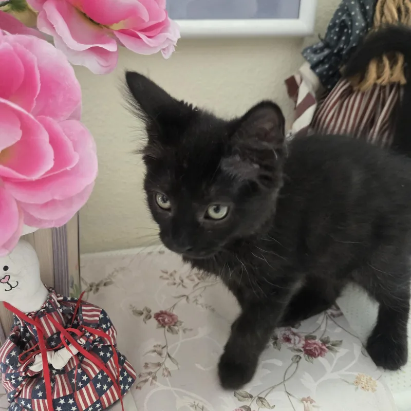 A baby small-sized male Black Domestic Medium Hair cat named Bobby for adoption in Redondo Beach, CA