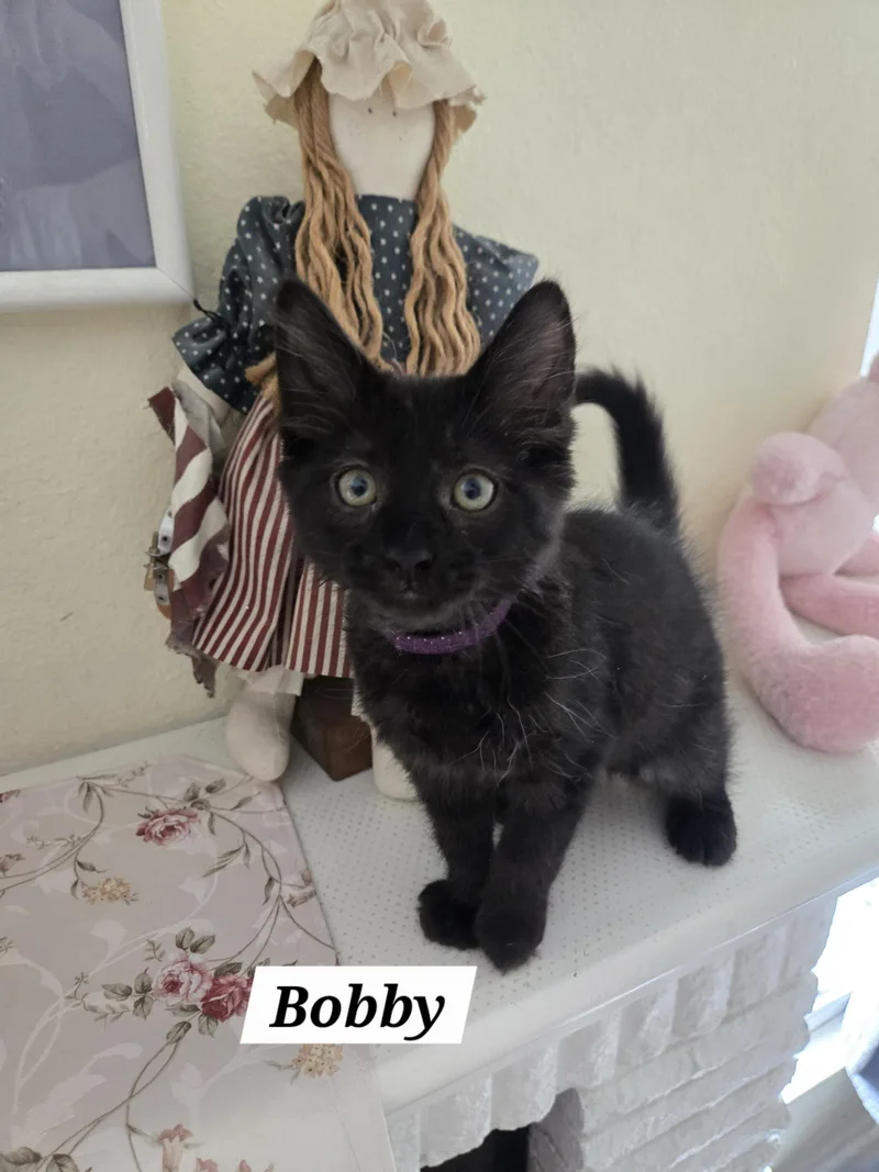 Bobby thumbnail 4