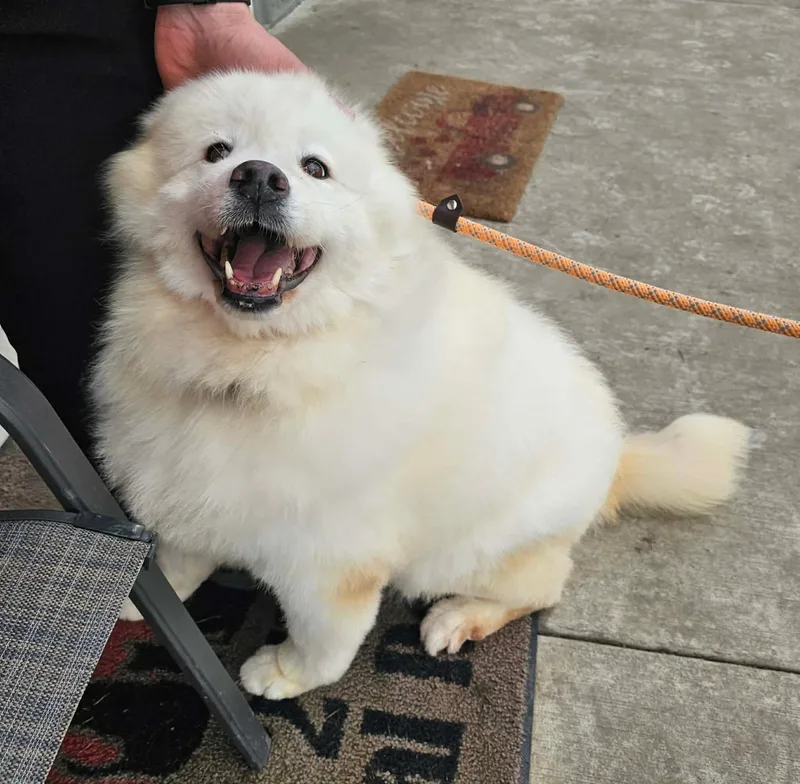 A senior medium-sized female Samoyed dog named Crystal for adoption in Minooka, IL