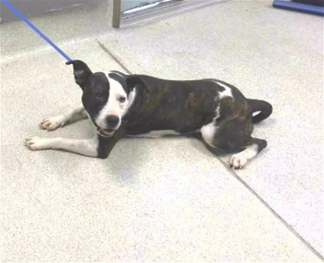 A young medium-sized female American Staffordshire Terrier dog named Penny for adoption in Tallahassee, FL