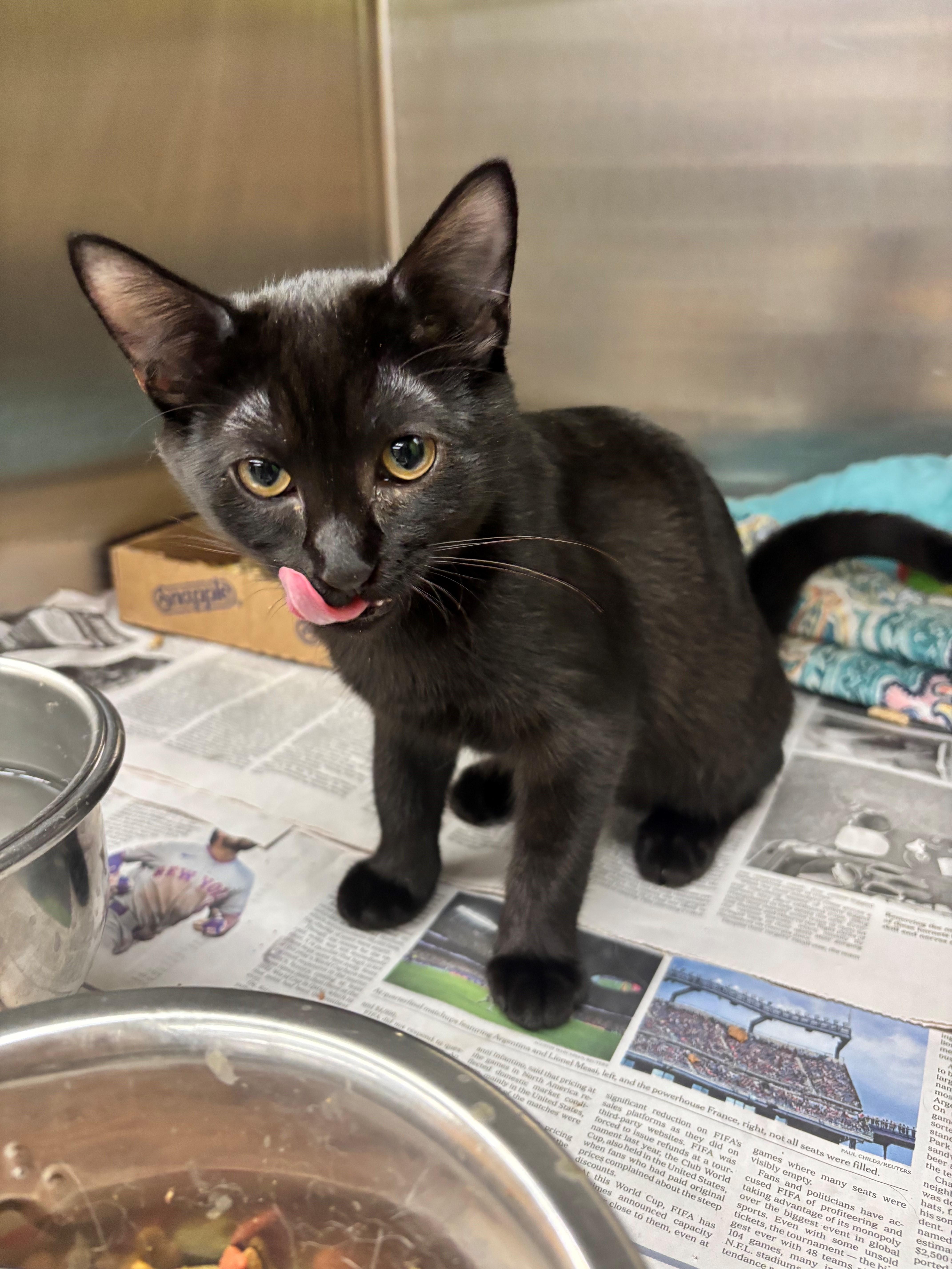 A baby medium-sized female Black Domestic Short Hair cat named Jill for adoption in Edison, NJ