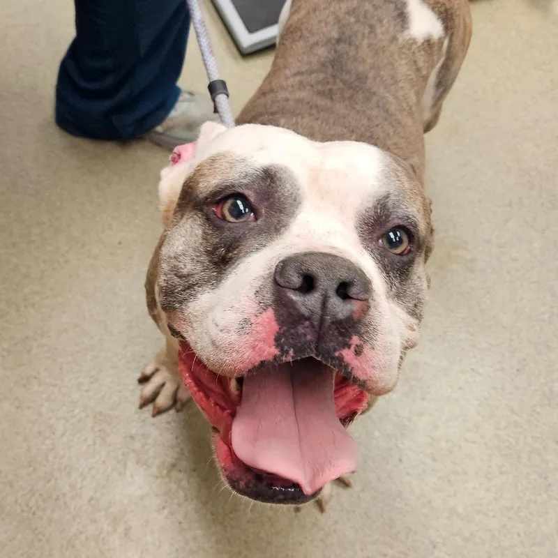 An adult large-sized male White / Cream Pit Bull Terrier dog named Kylo for adoption in Birdsboro, PA