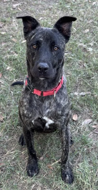 Milk Duds thumbnail 3