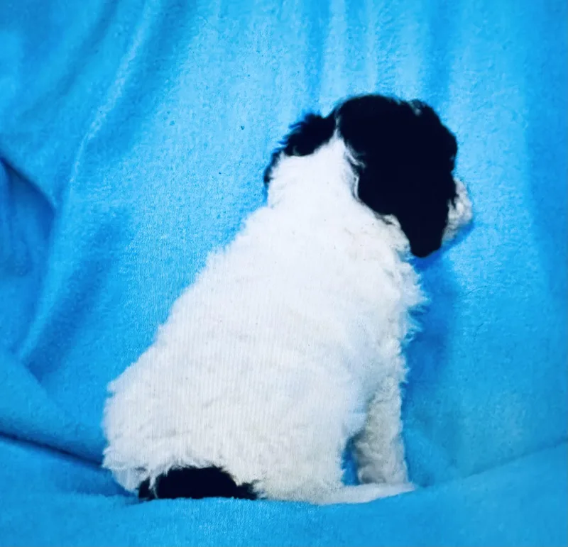 A baby small-sized female Cockapoo dog named Cuddles for adoption in Highland, NY