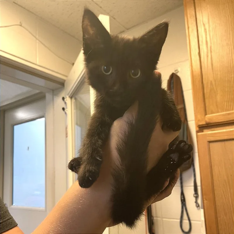 A baby small-sized female Black Domestic Short Hair cat named Kaida for adoption in Albert Lea, MN