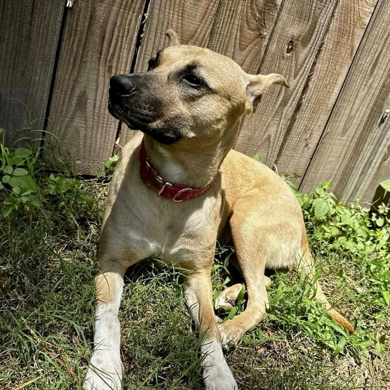 A young medium-sized female Yellow / Tan / Blond / Fawn Black Mouth Cur dog named Cholula for adoption in Liverpool, TX