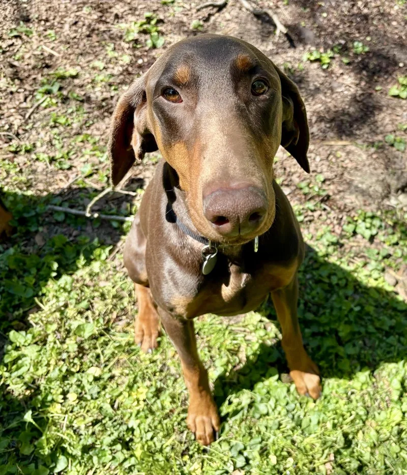 An adult large-sized male Brown / Chocolate Doberman Pinscher dog named Chico for adoption in Louisville, KY