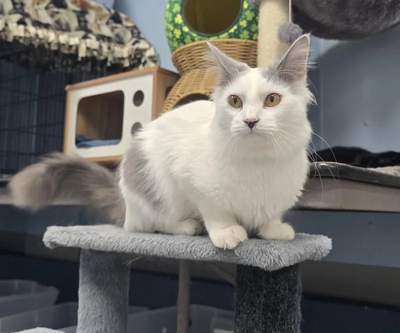 A young large-sized male White Domestic Medium Hair cat named Fluffy for adoption in Farmington, MO