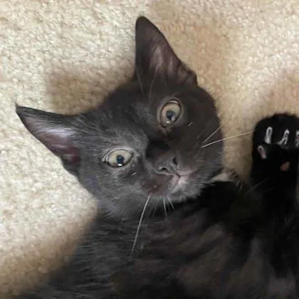 A baby small-sized male Black Domestic Short Hair cat named Bibby for adoption in Atlanta, GA
