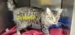 Zeppelin