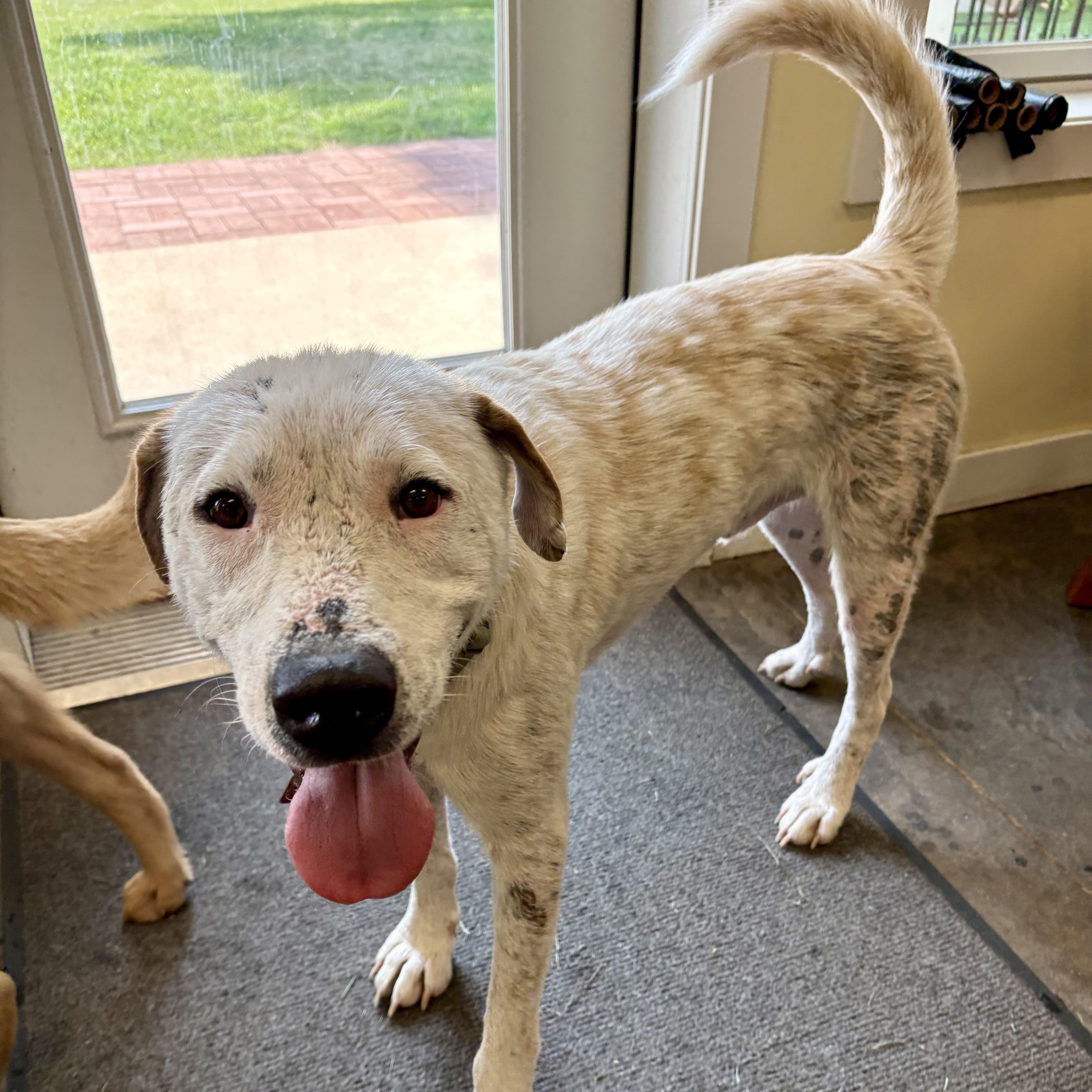 A young large-sized male White / Cream Great Pyrenees dog named Lionel for adoption in Byhalia, MS