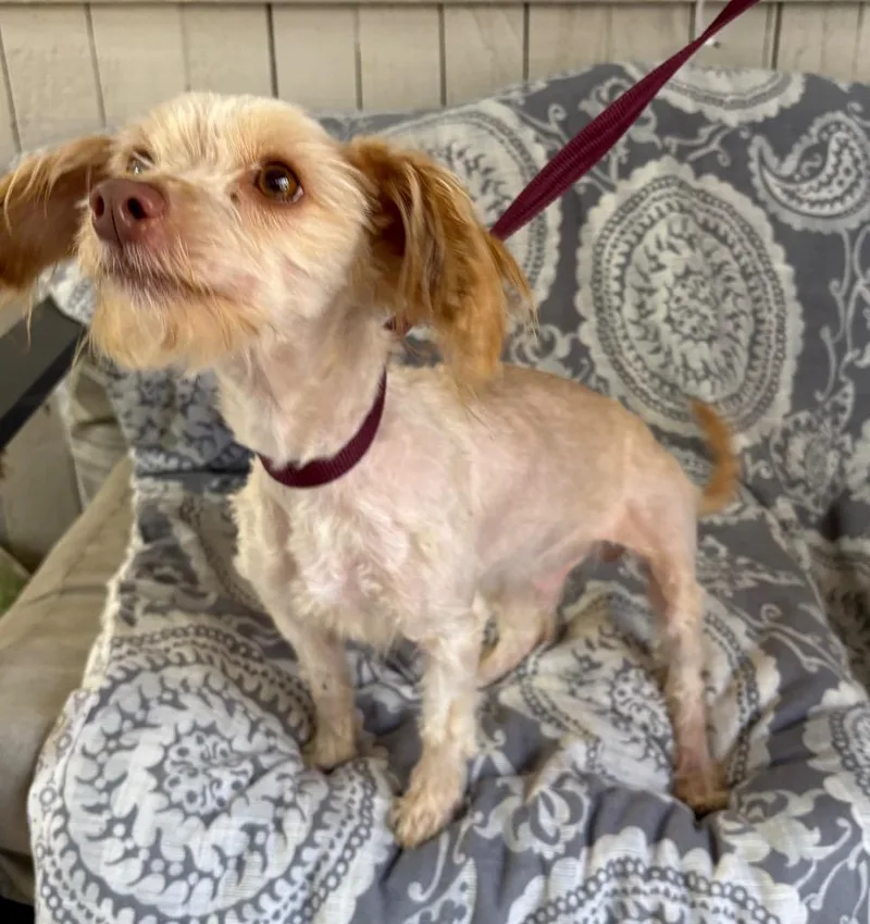 An adult large-sized male Poodle dog named Sam I Am for adoption in Fort Worth, TX