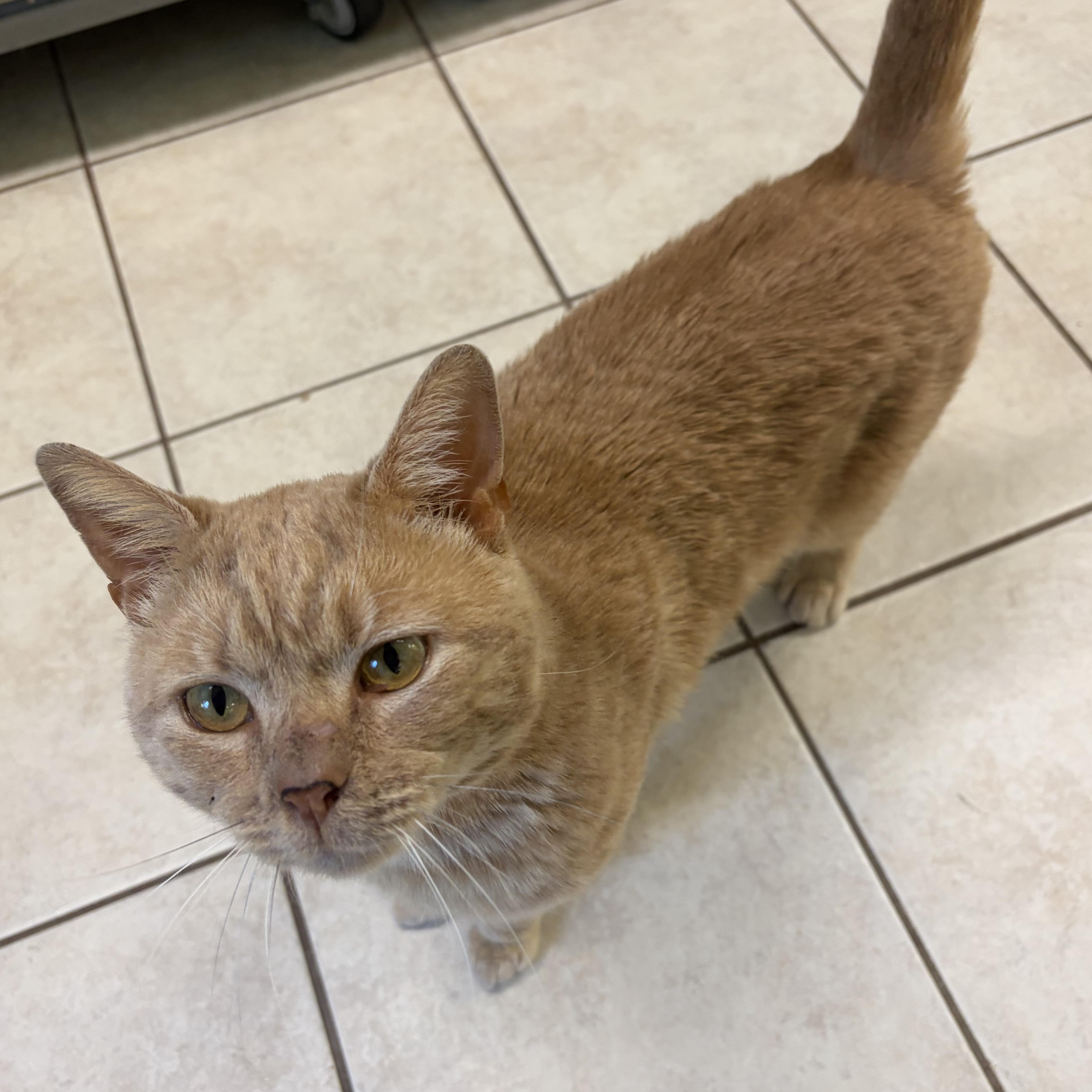 An adult medium-sized male Orange / Red Domestic Short Hair cat named Charlie for adoption in Southold, NY