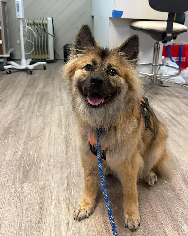 An adult medium-sized male Keeshond dog named Keno for adoption in Grand Forks, ND