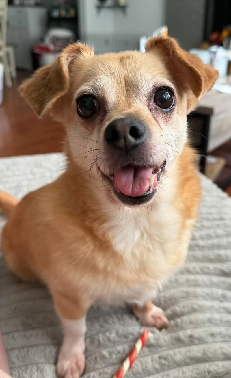 A senior small-sized female Chihuahua dog named Suzie & Blanca for adoption in Catasauqua, PA