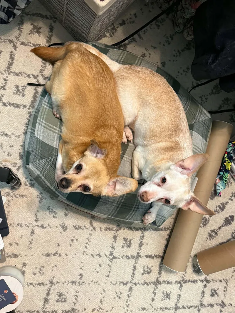 Suzie & Blanca thumbnail 2