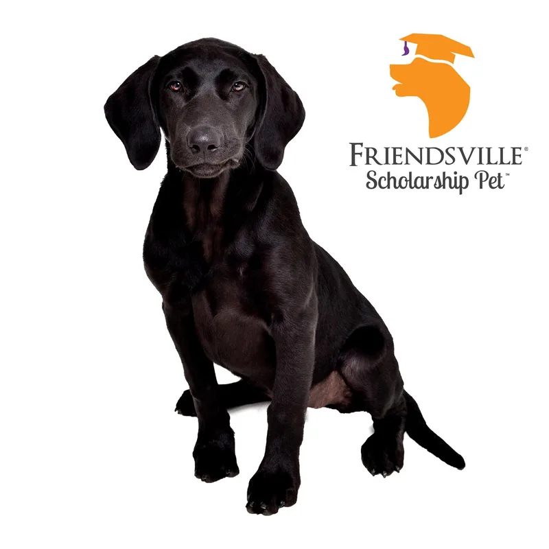 A baby medium-sized female Black Labrador Retriever dog named Rosie for adoption in Burbank, CA