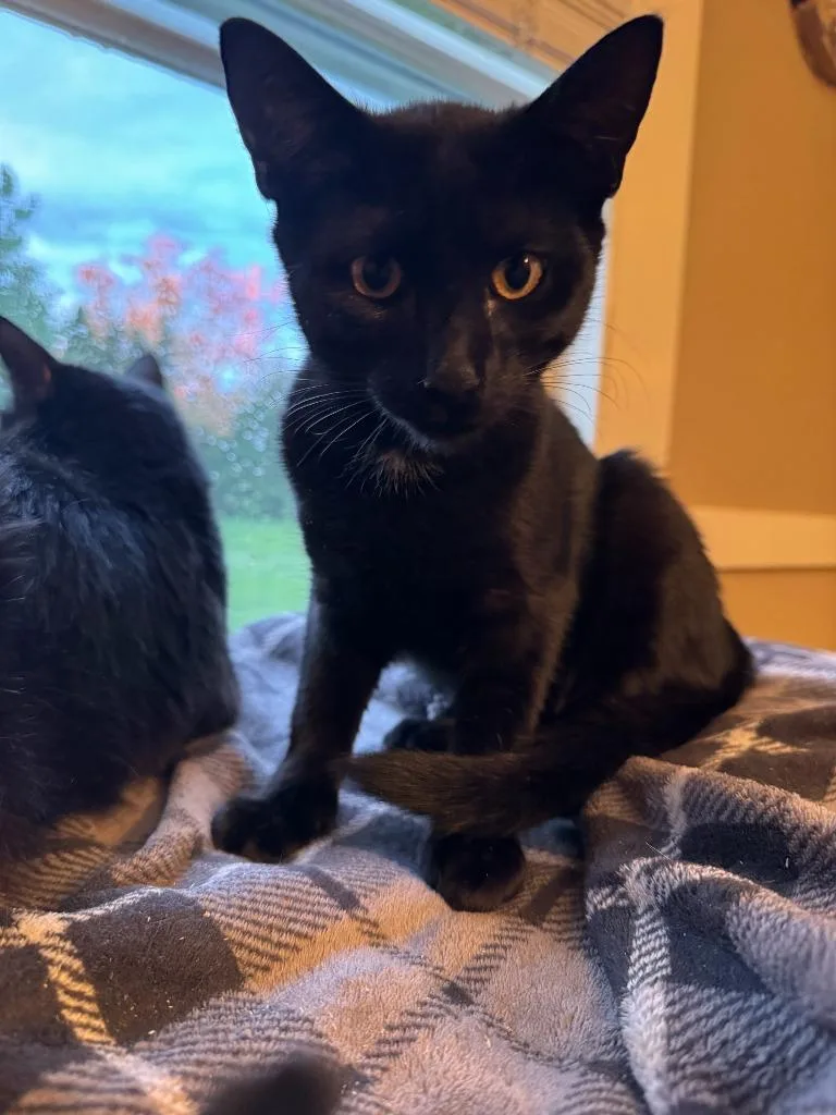 A baby medium-sized male Domestic Medium Hair cat named River Black for adoption in Windsor, CT