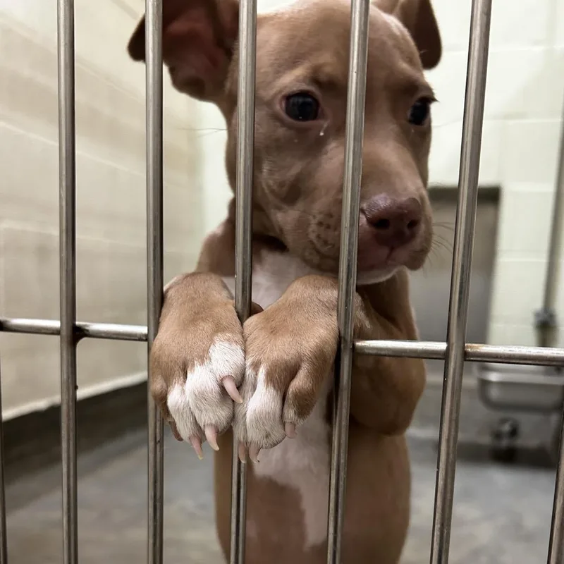 A baby medium-sized female Pit Bull Terrier dog named IEPAStray for adoption in Upland, CA